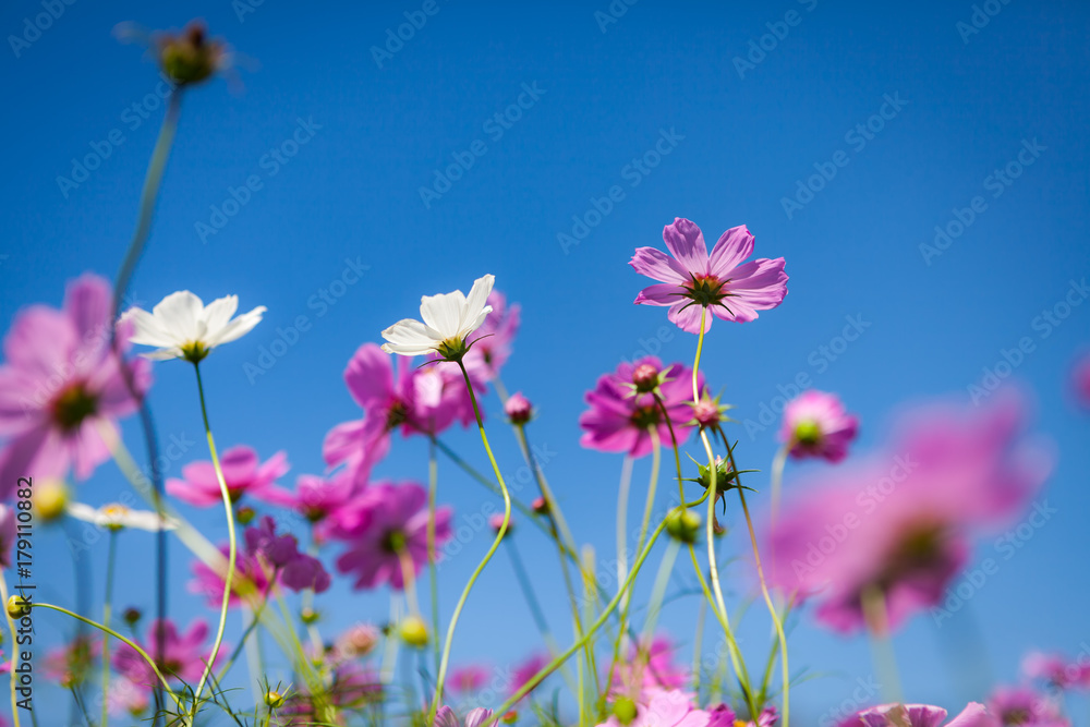 White, Pink, Cosmos flowers.