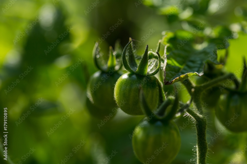 Green tomato growing on twig. Natural garden vegetables Green tomato growing on twig. Natural garden vegetables