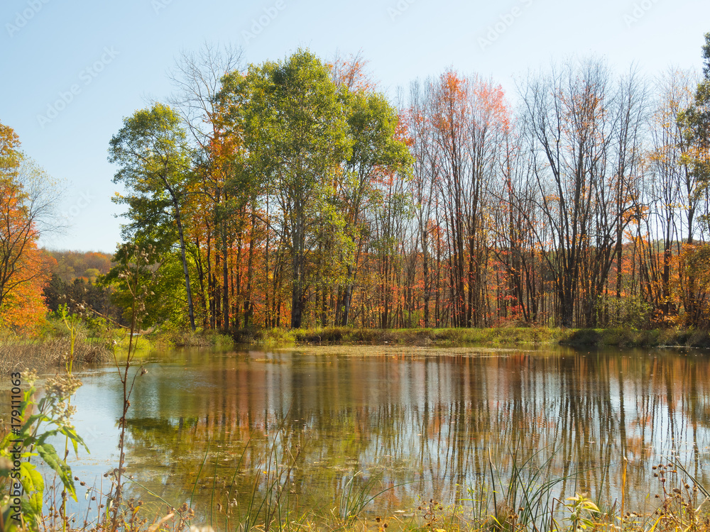 Fototapeta premium Pond in fall with trees