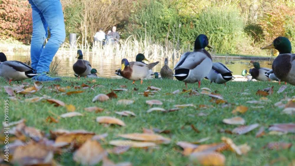 Children feed wild ducks