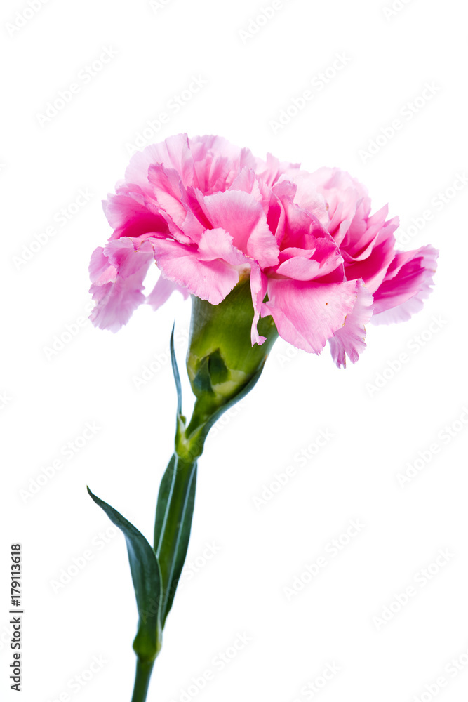 Obraz premium carnation flower isolated on white background