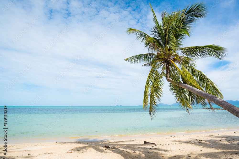 Coconut trees stretch into the sea