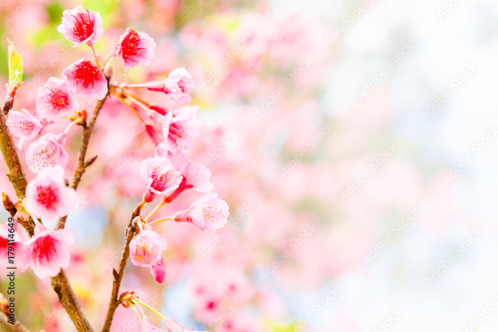 Soft focus Cherry Blossom or Sakura flower.