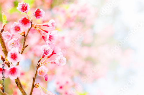 Soft focus Cherry Blossom or Sakura flower. © Mckyartstudio