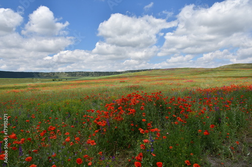 Poppies