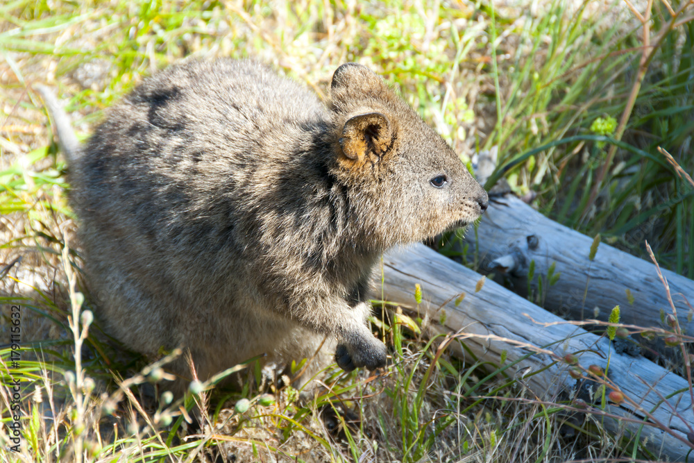 Quokka - Rottnest Island - Australia Quokka - Rottnest Island - Australia