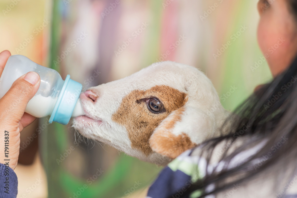 Close up woman feeding milk bottle to little cute white lamb in farm sheep  is animal very popular pet in Thailand. Stock Photo | Adobe Stock
