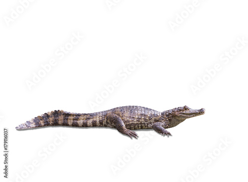 crocodile animal wildlife reptile isolate on white background