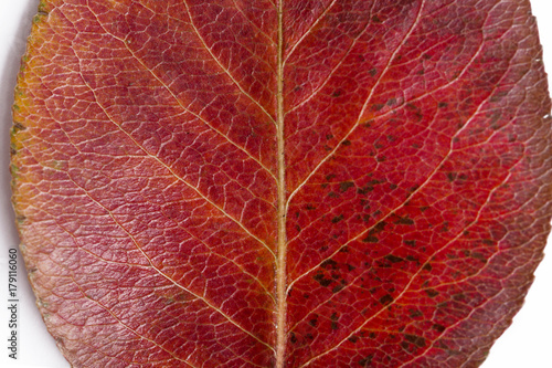 Dry autumn leaf of pear- close up view