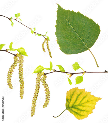 Spring birch branches with catkins, green summer and yellow autumn leaf isolated on white background