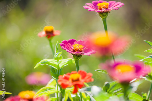Zinnia flower in garden. © Mckyartstudio