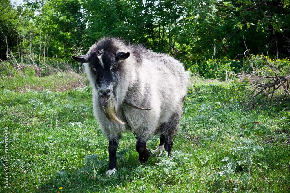 Fur goat with beard on green natural background Fur goat with beard on green natural background