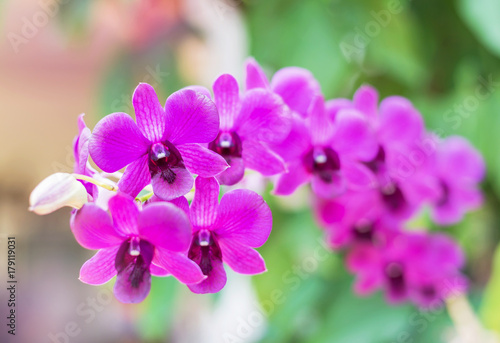 close up pink orchids tropical flowers blooming growth in garden selective focus 