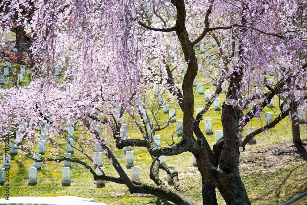 Obraz premium Arlington National Cemetery cherry blossoms