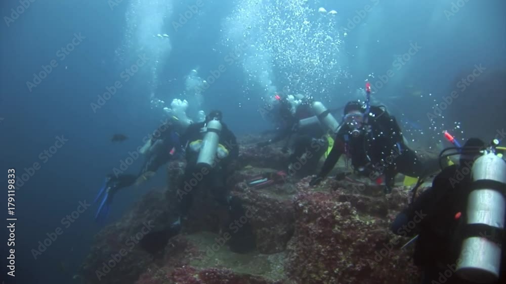 Scuba divers underwater in Galapagos. Unique beautiful video. Abyssal relax diving in world of wildlife. Natural aquarium of sea and ocean. Multicolor animals. Scuba divers underwater in Galapagos. Unique beautiful video. Abyssal relax diving in world of wildlife. Natural aquarium of sea and ocean. Multicolor animals.