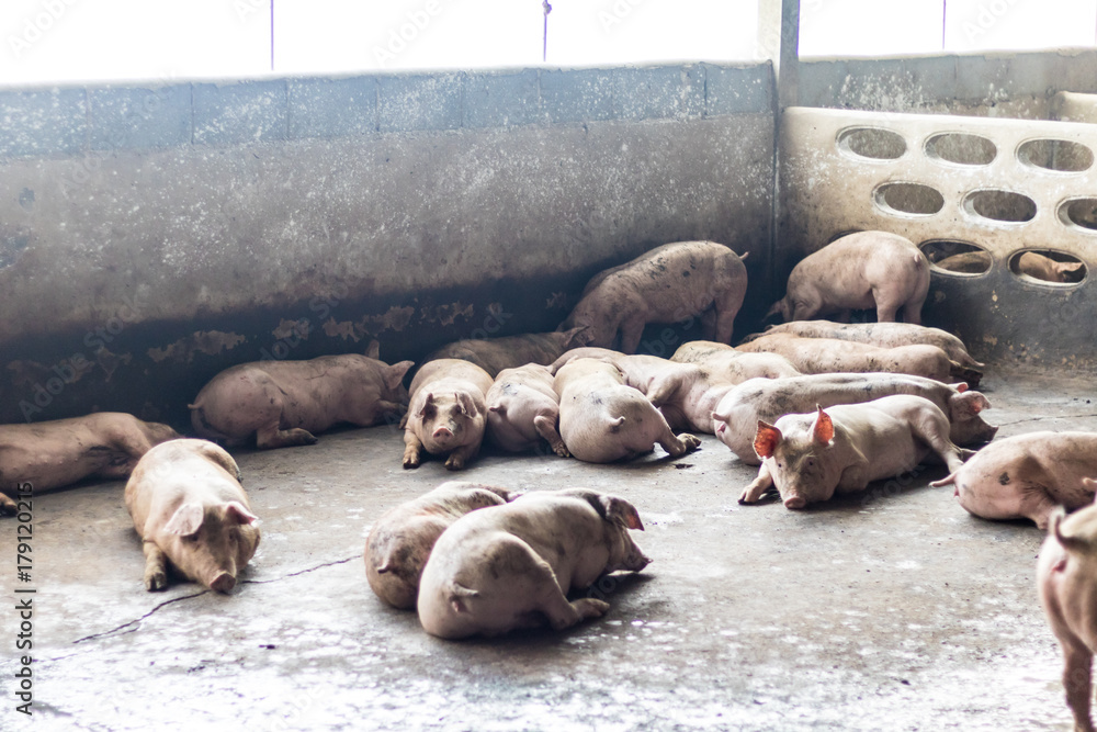 Fototapeta premium A Pig