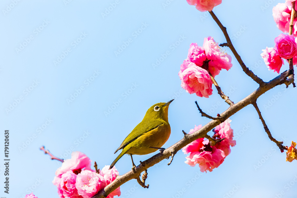 The Japanese White-eye.The background is red plum blossoms. Located in Tokyo Prefecture Japan. The Japanese White-eye.The background is red plum blossoms. Located in Tokyo Prefecture Japan.