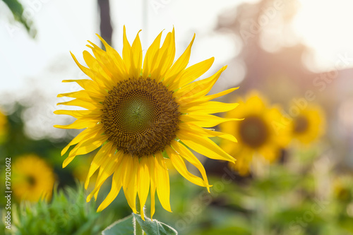 Sunflower