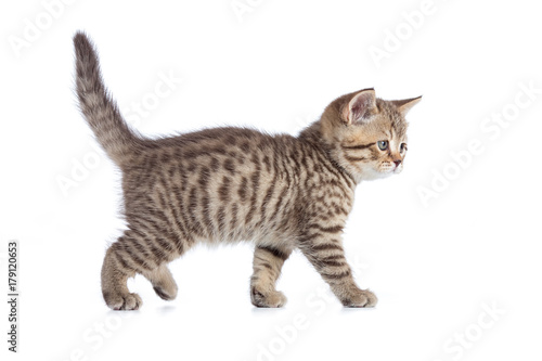 Standing cat isolated on white
