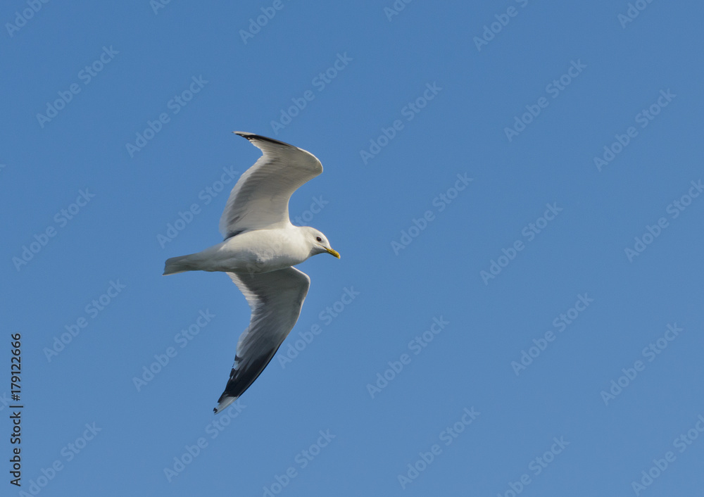 Closeup of a Seagull in flight