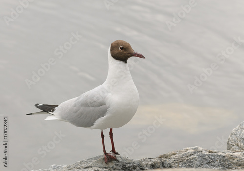 Black-headed gull, common to Europe, infrequently seen on the Eastern coast of US photo