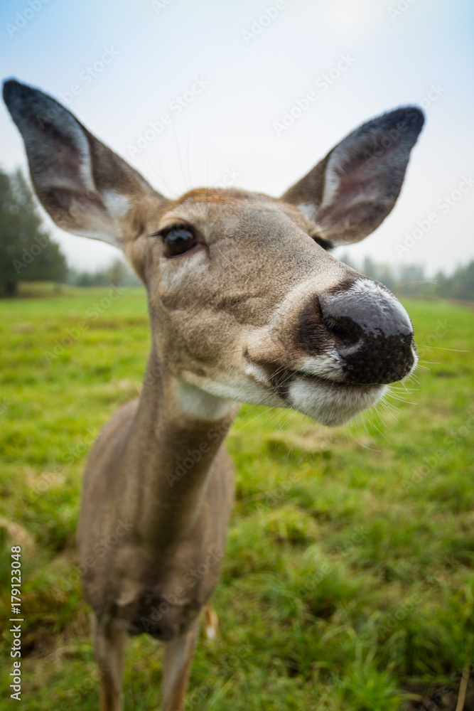 Fototapeta premium Deer