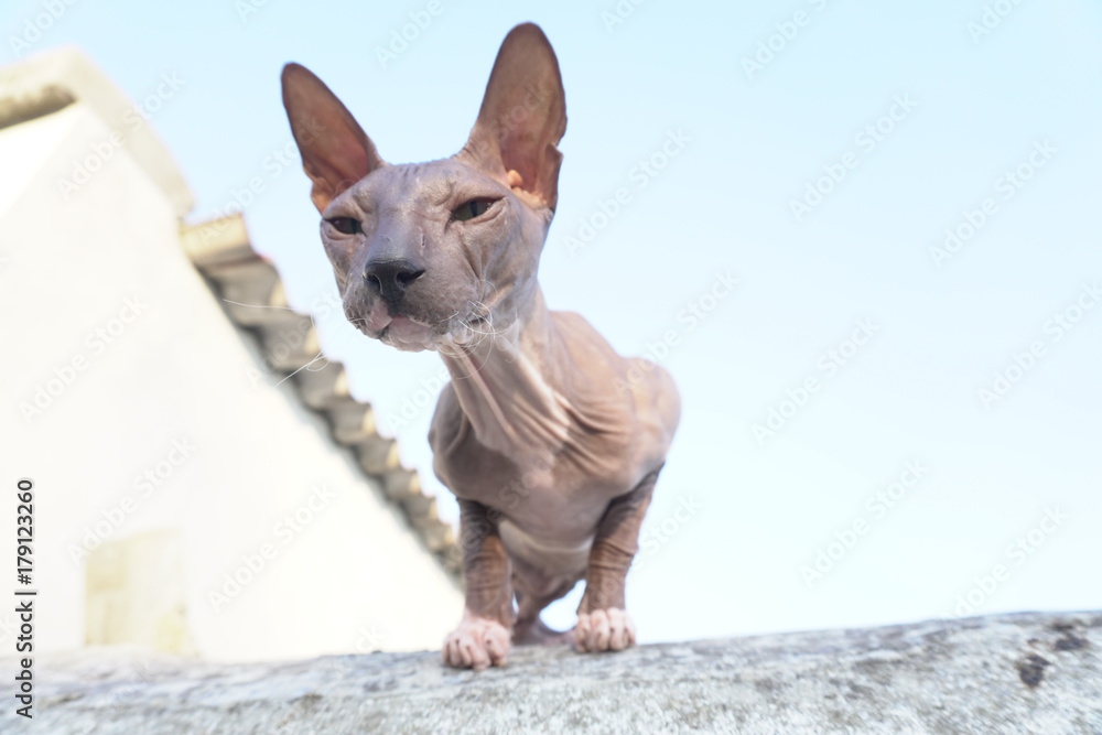cat breed Sphynx sits on the street