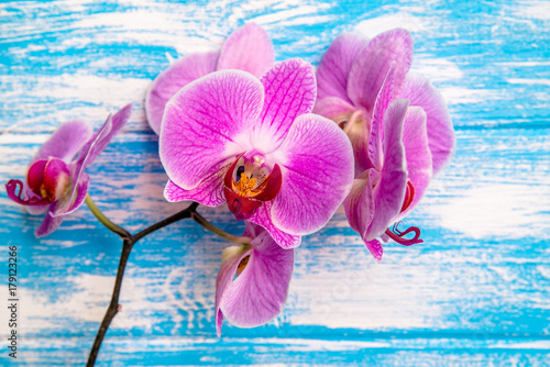 Branch of a purple orchid lies on a blue wooden background 