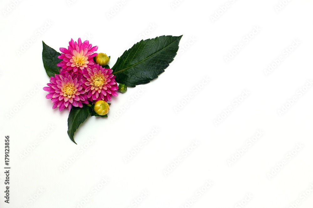 Obraz premium Composition of Dahlia flowers. flat lay. top view. white background, minimal concept