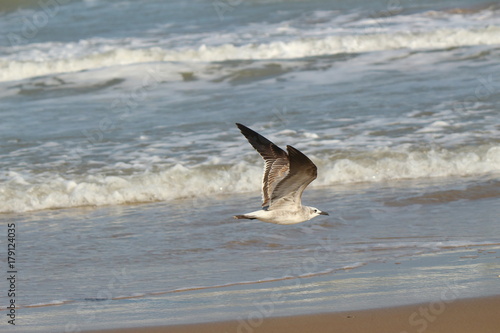 Seagull on the Texas Coast