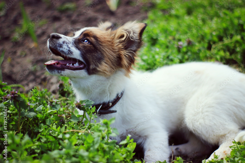 happy dog happy dog