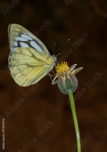 Common Gull Butterfly perched on a flower