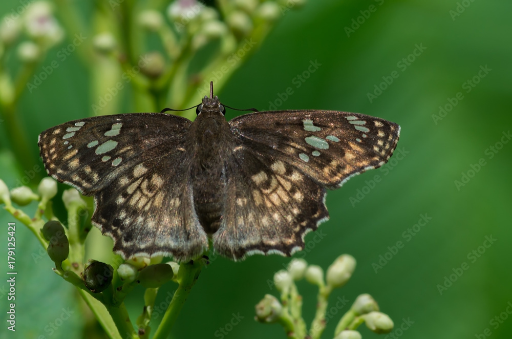 Fototapeta premium Golden Angle Butterfly perched on its nectaring plant