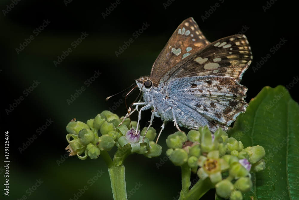 Obraz premium Golden Angle Butterfly perched on its nectaring plant