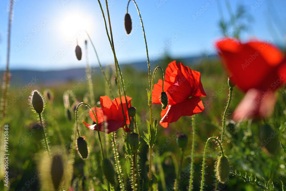 Fototapeta premium Provence flowers. France