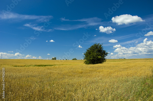Single tree in a field