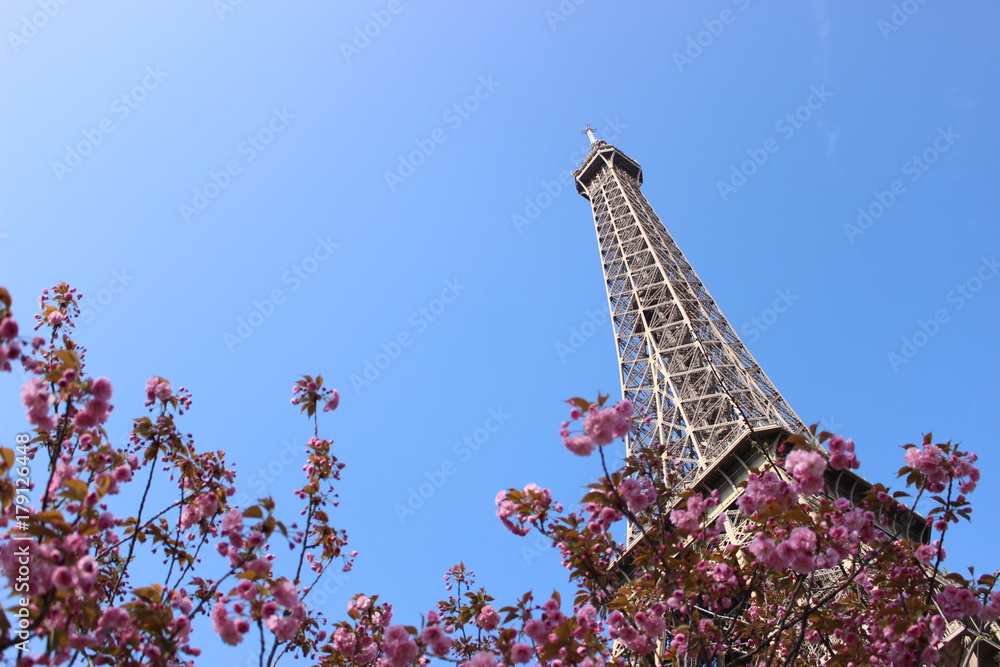 Cherry blossoms and Eiffel tower