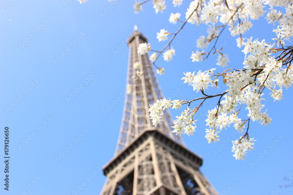 Eiffel tower and blue sky with white flower