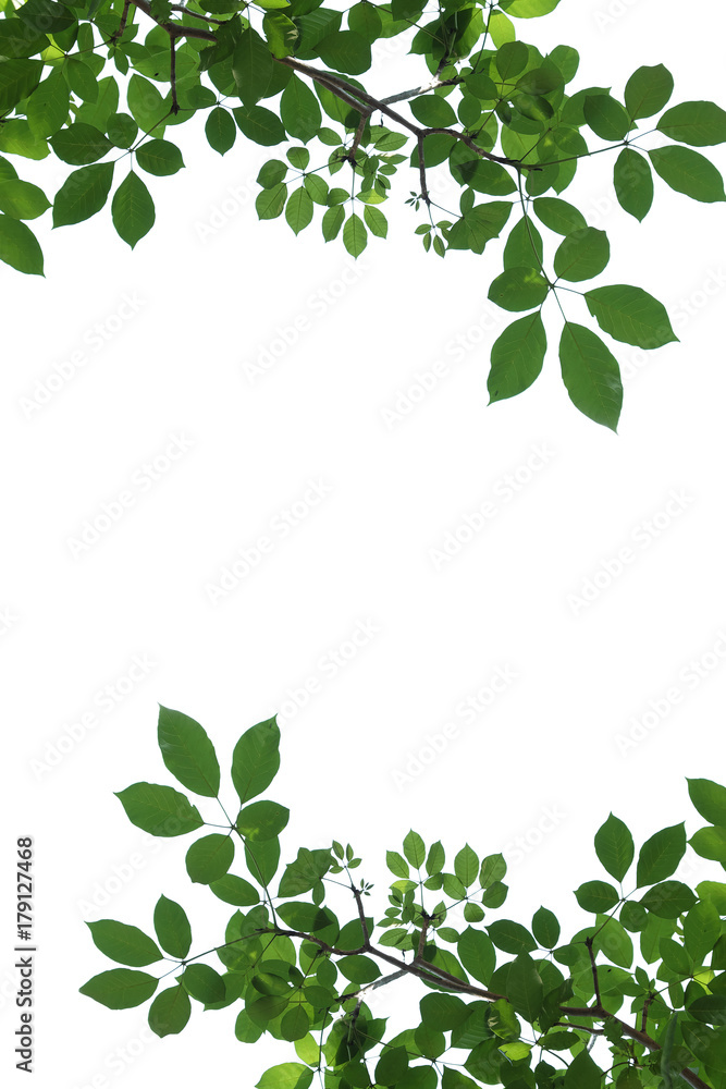 tree branch isolated tree branch isolated
