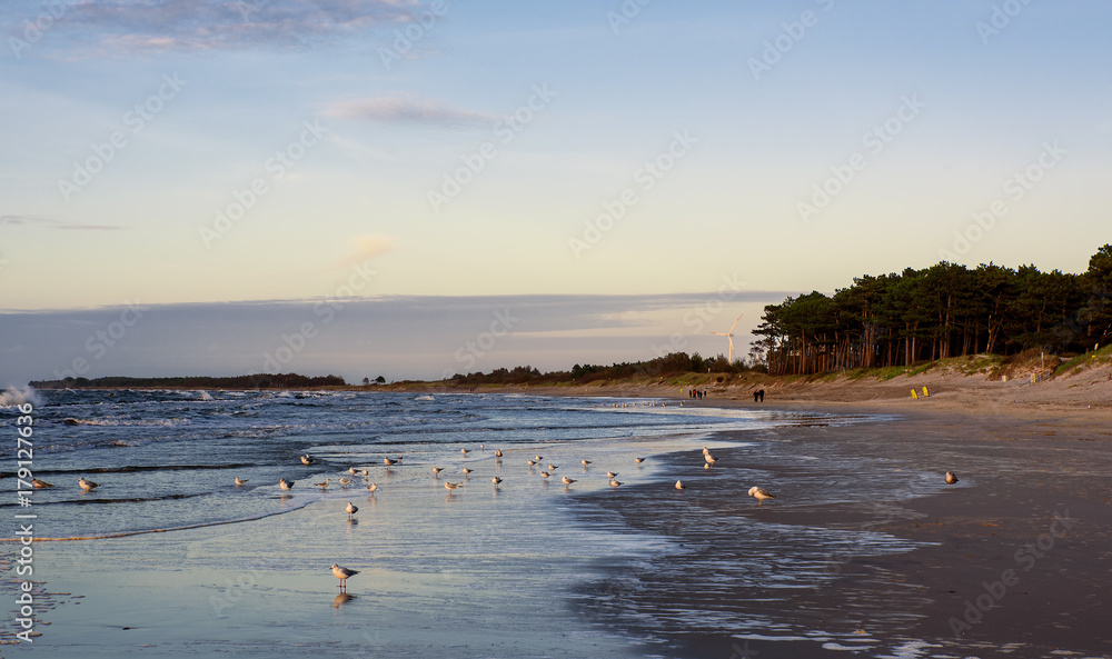 Vogel Möwe  Strand   Sonnenuntergang Ostsee