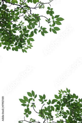 tree branch isolated