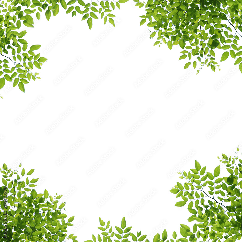 tree branch isolated tree branch isolated