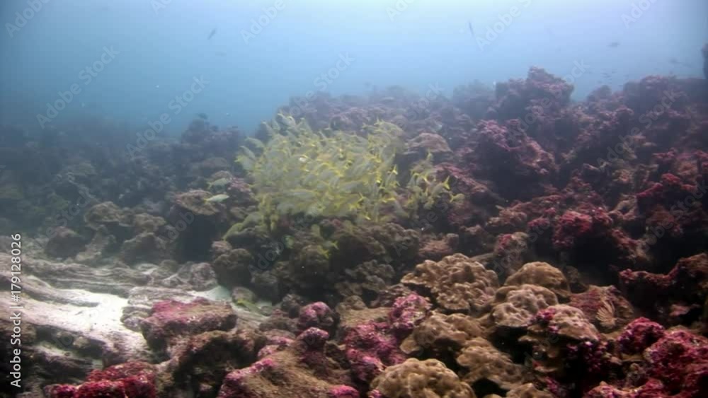 School of fish underwater in Galapagos. Unique beautiful video. Abyssal relax diving in world of wildlife. Natural aquarium of sea and ocean. Multicolor animals. School of fish underwater in Galapagos. Unique beautiful video. Abyssal relax diving in world of wildlife. Natural aquarium of sea and ocean. Multicolor animals.