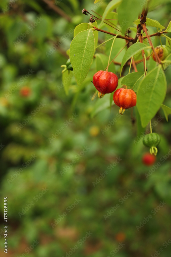 Red Fruit Pitanga