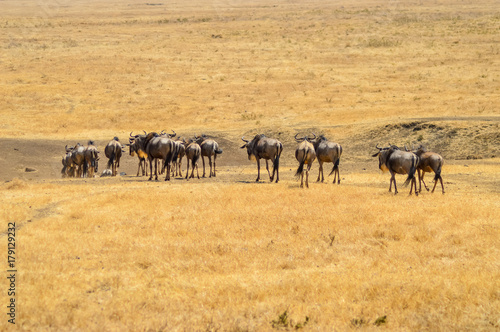 Herd of wildebeest busy © Demande Philippe