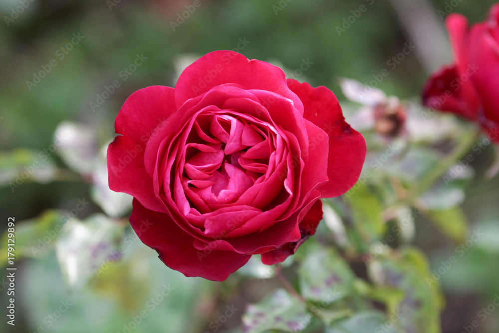 Rose rouge Rose rouge