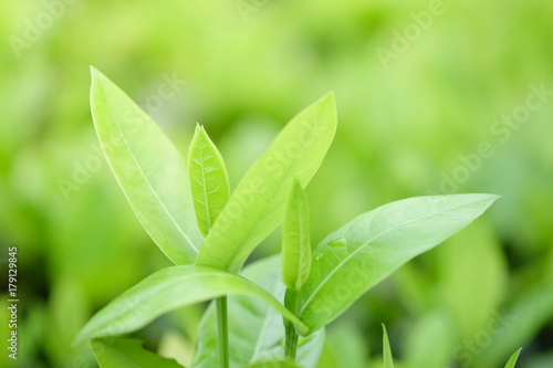Natural green plants background or wallpaper. nature view of green leaf in garden at summer under sunlight.