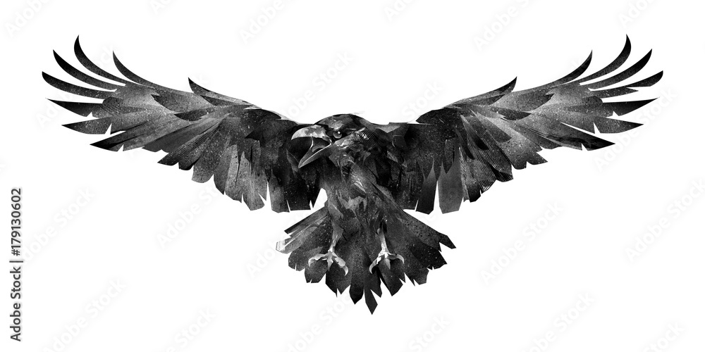 Obraz obraz ptaka Raven z przodu na białym tle