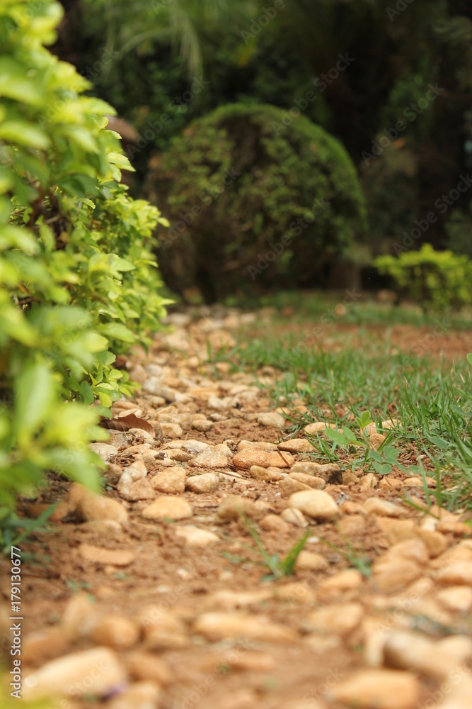 Fototapeta premium Path in the Nature