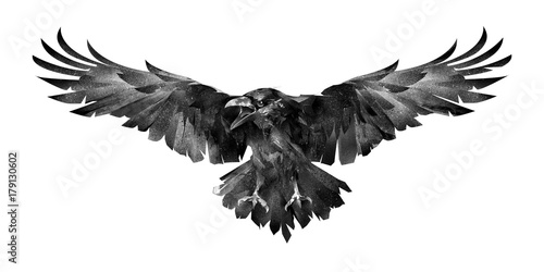 picture of the bird the Raven in front on a white background